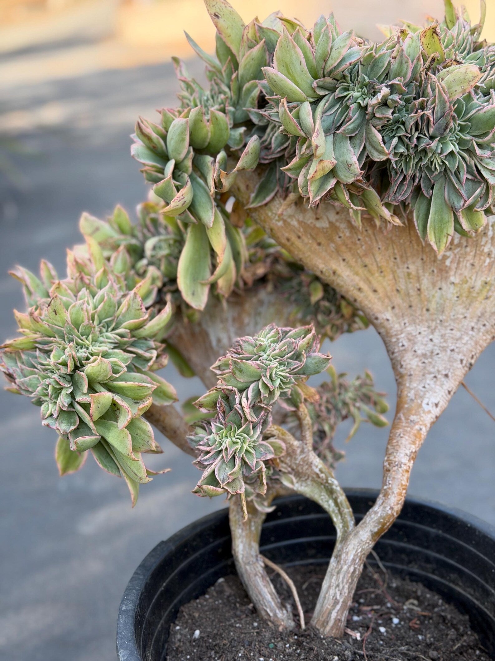Crested Aeonium Sunburst | Large Live Succulent