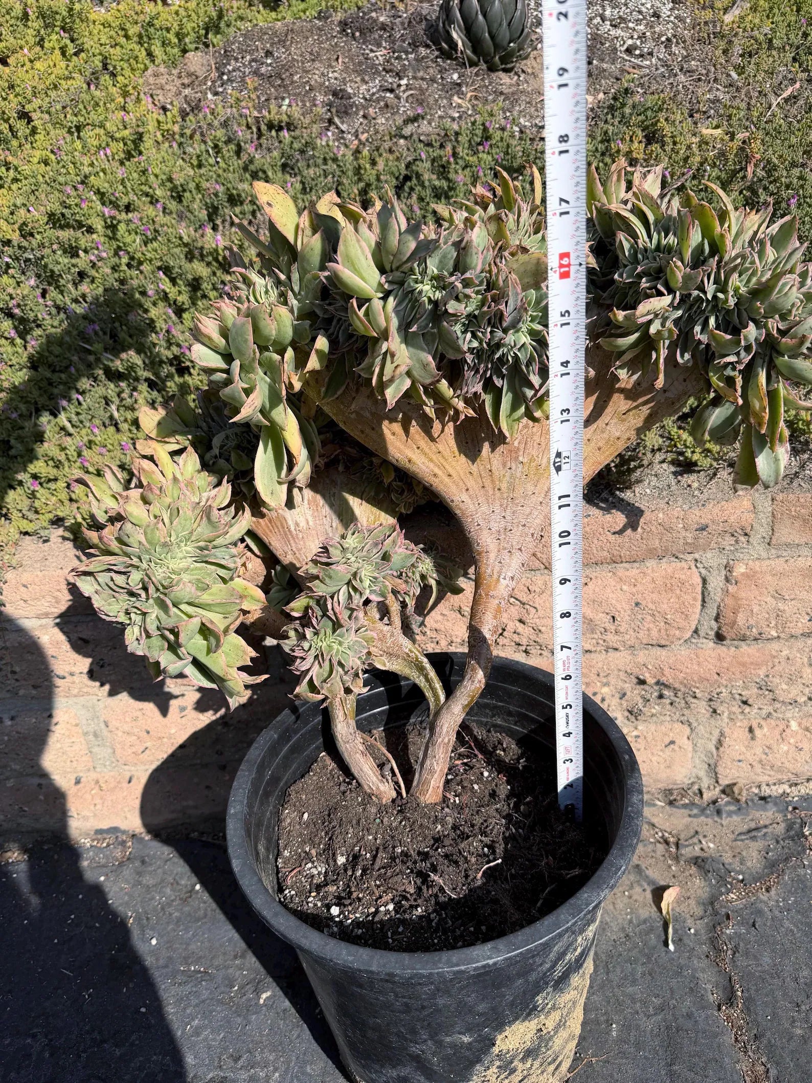 Crested Aeonium Sunburst | Large Live Succulent