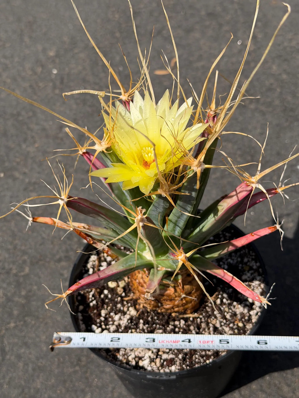 Leuchtenbergia Principis Live Cactus | Rare Seed Grown Specimen | Easy Care Plant #923