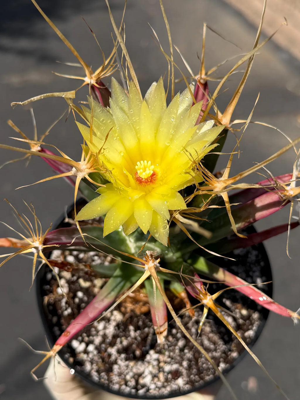 Leuchtenbergia Principis Live Cactus | Rare Seed Grown Specimen | Easy Care Plant #923