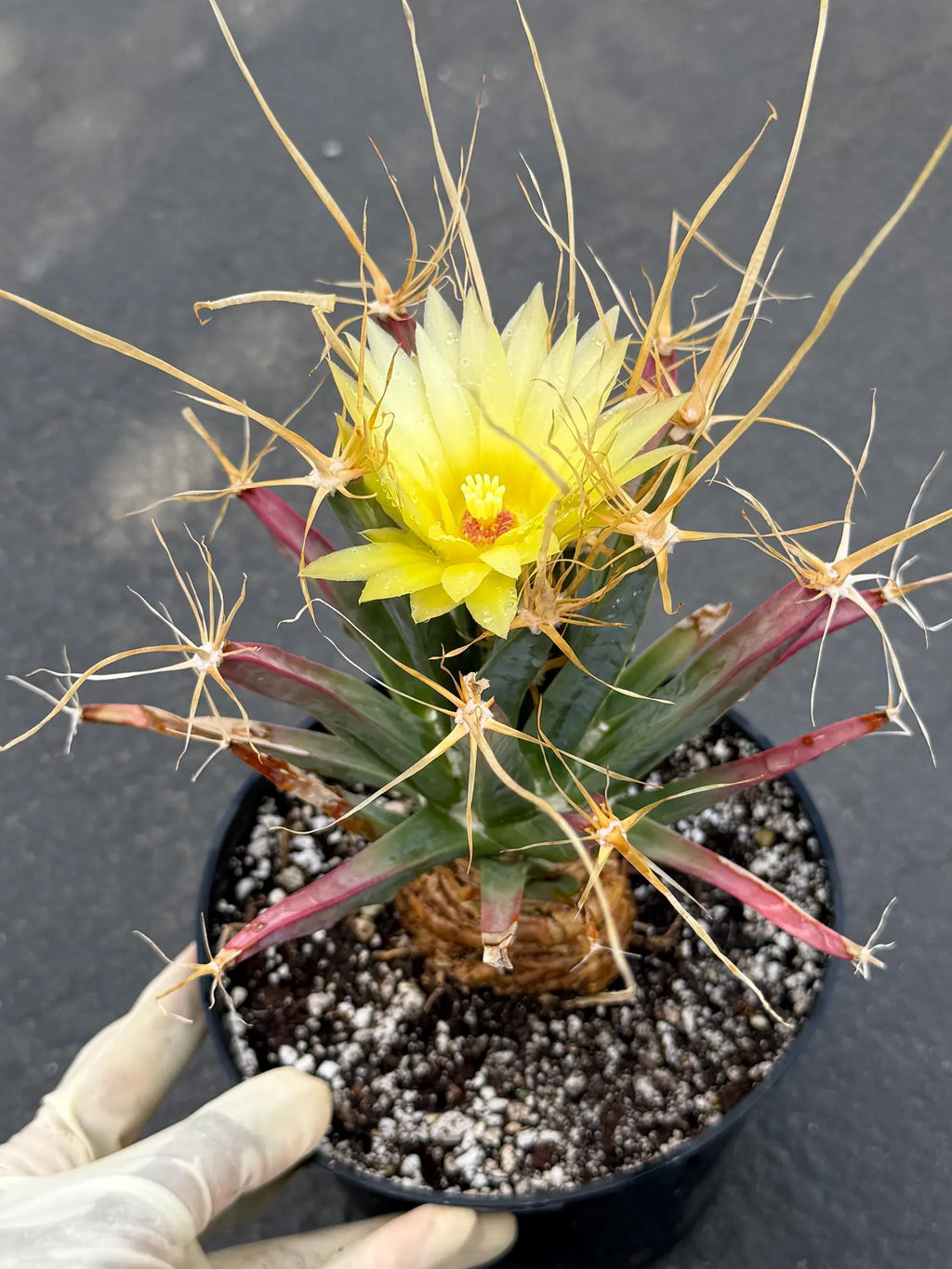 Leuchtenbergia Principis Live Cactus | Rare Seed Grown Specimen | Easy Care Plant #923