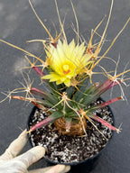 Leuchtenbergia Principis Live Cactus | Rare Seed Grown Specimen | Easy Care Plant #923