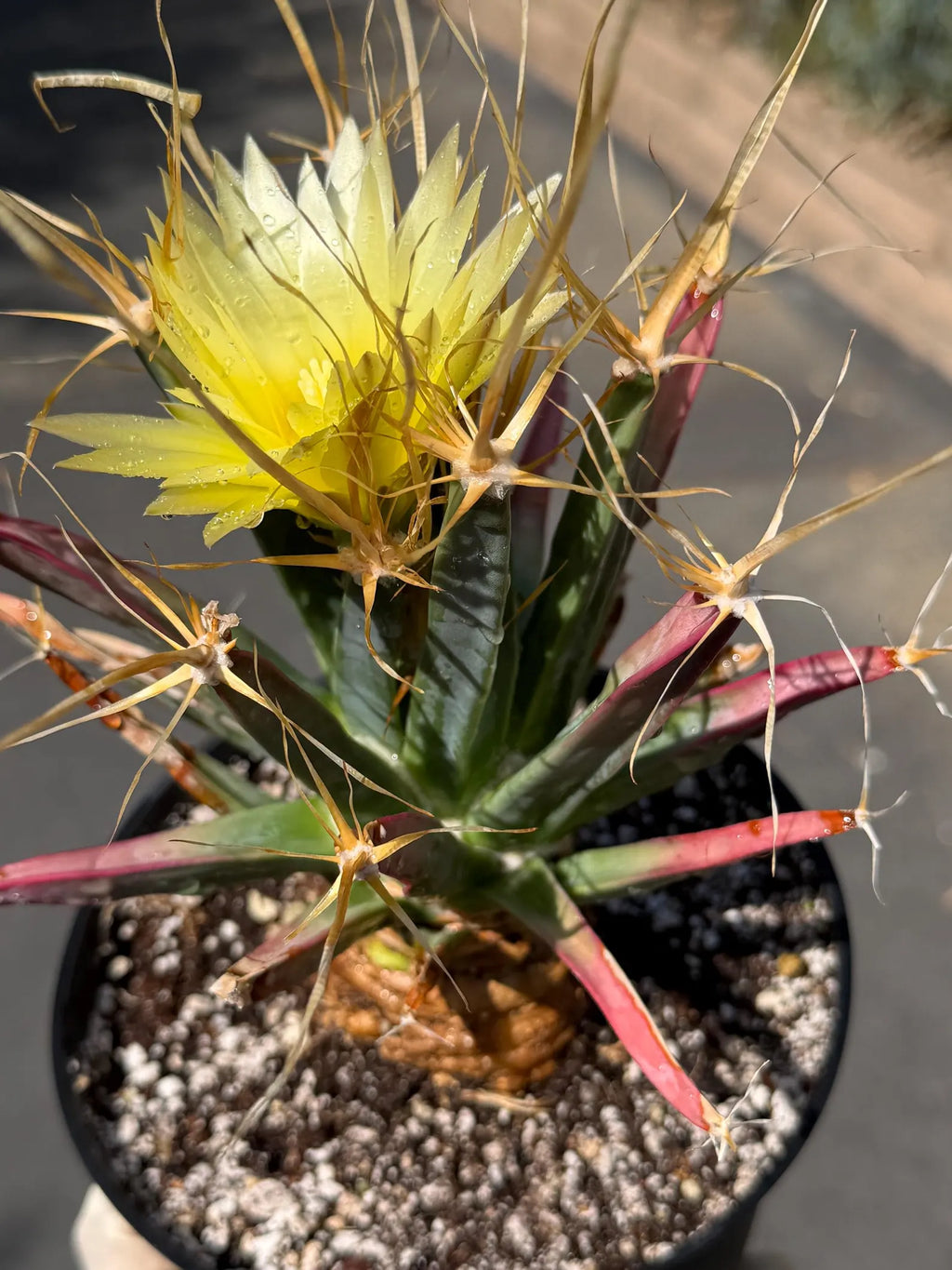 Leuchtenbergia Principis Live Cactus | Rare Seed Grown Specimen | Easy Care Plant #923