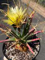 Leuchtenbergia Principis Live Cactus | Rare Seed Grown Specimen | Easy Care Plant #923