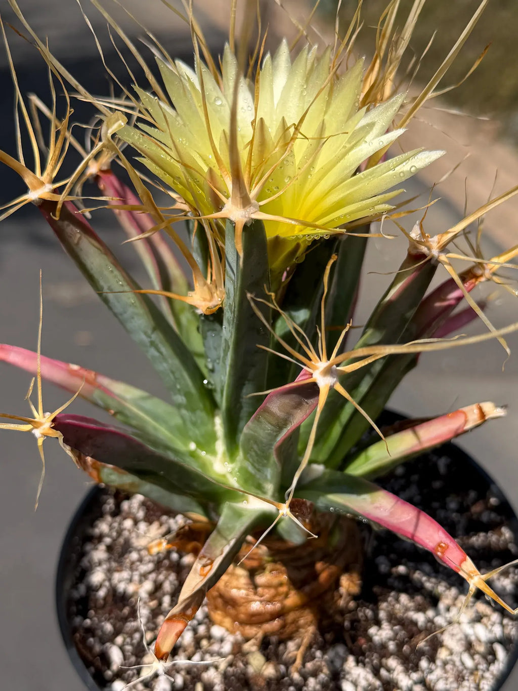 Leuchtenbergia Principis Live Cactus | Rare Seed Grown Specimen | Easy Care Plant #923