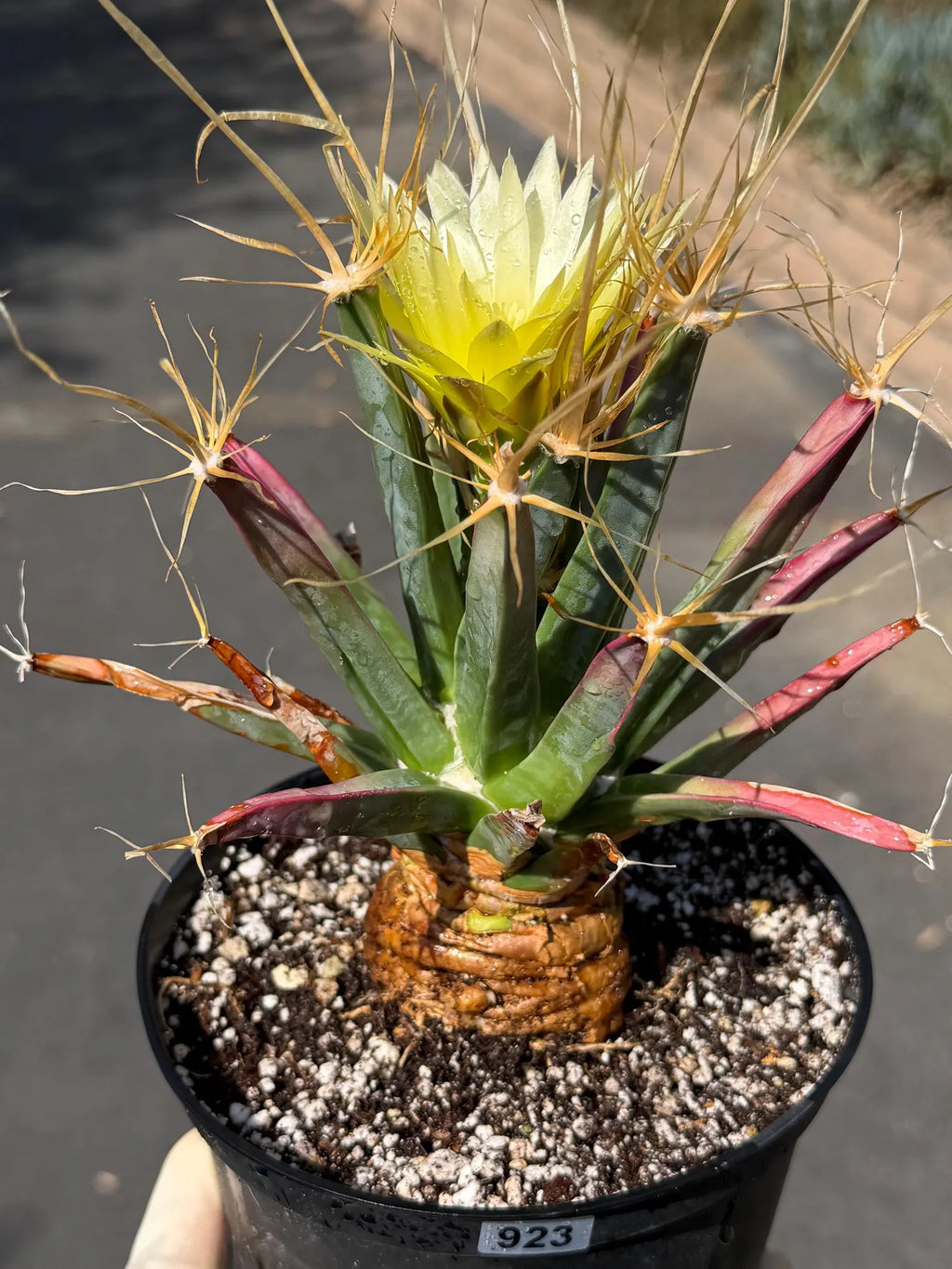 Leuchtenbergia Principis Live Cactus | Rare Seed Grown Specimen | Easy Care Plant #923