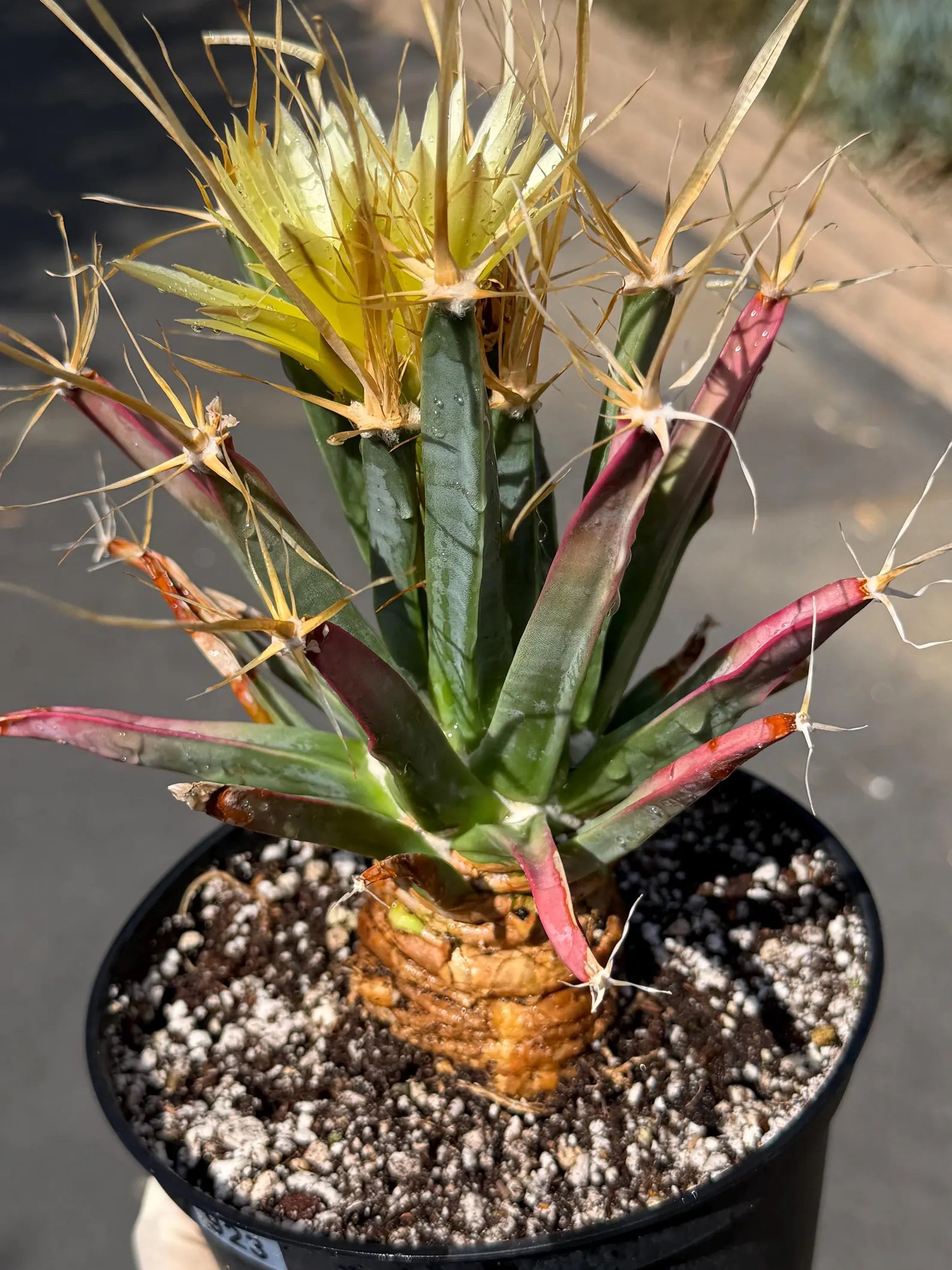 Leuchtenbergia Principis Live Cactus | Rare Seed Grown Specimen | Easy Care Plant #923