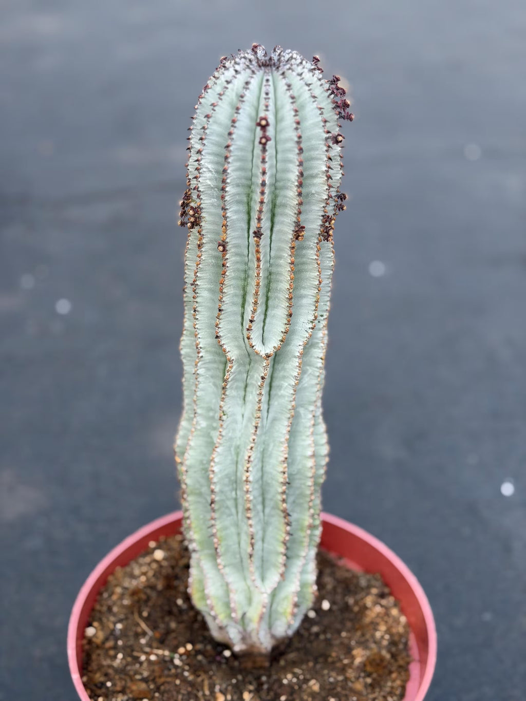 Rare Euphorbia Snowflake Cactus | Large Blue-Green Live Succulent | 8-Inch Collector Plant