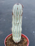 Rare Euphorbia Snowflake Cactus | Large Blue-Green Live Succulent | 8-Inch Collector Plant