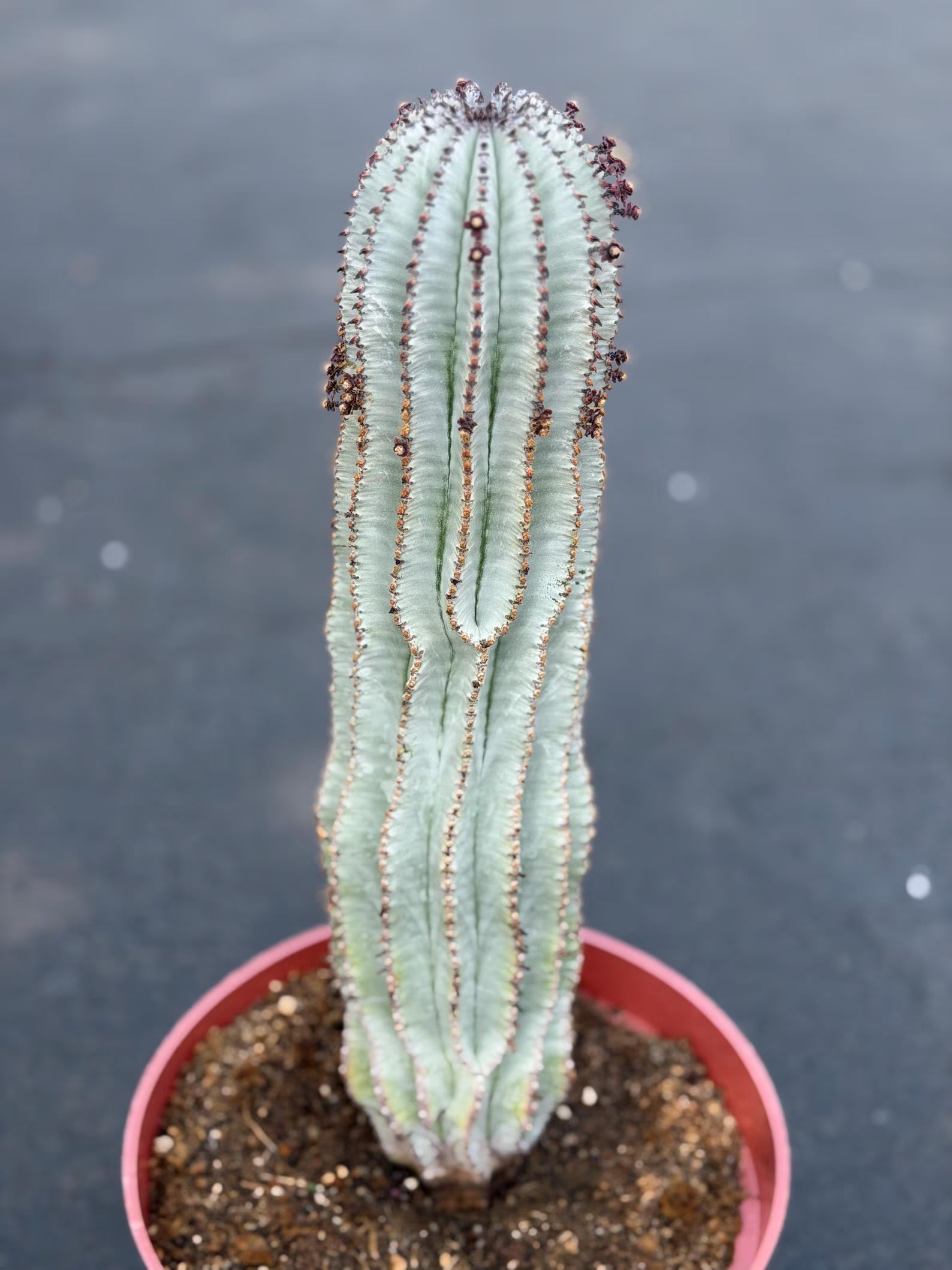 Rare Euphorbia Snowflake Cactus | Large Blue-Green Live Succulent | 8-Inch Collector Plant