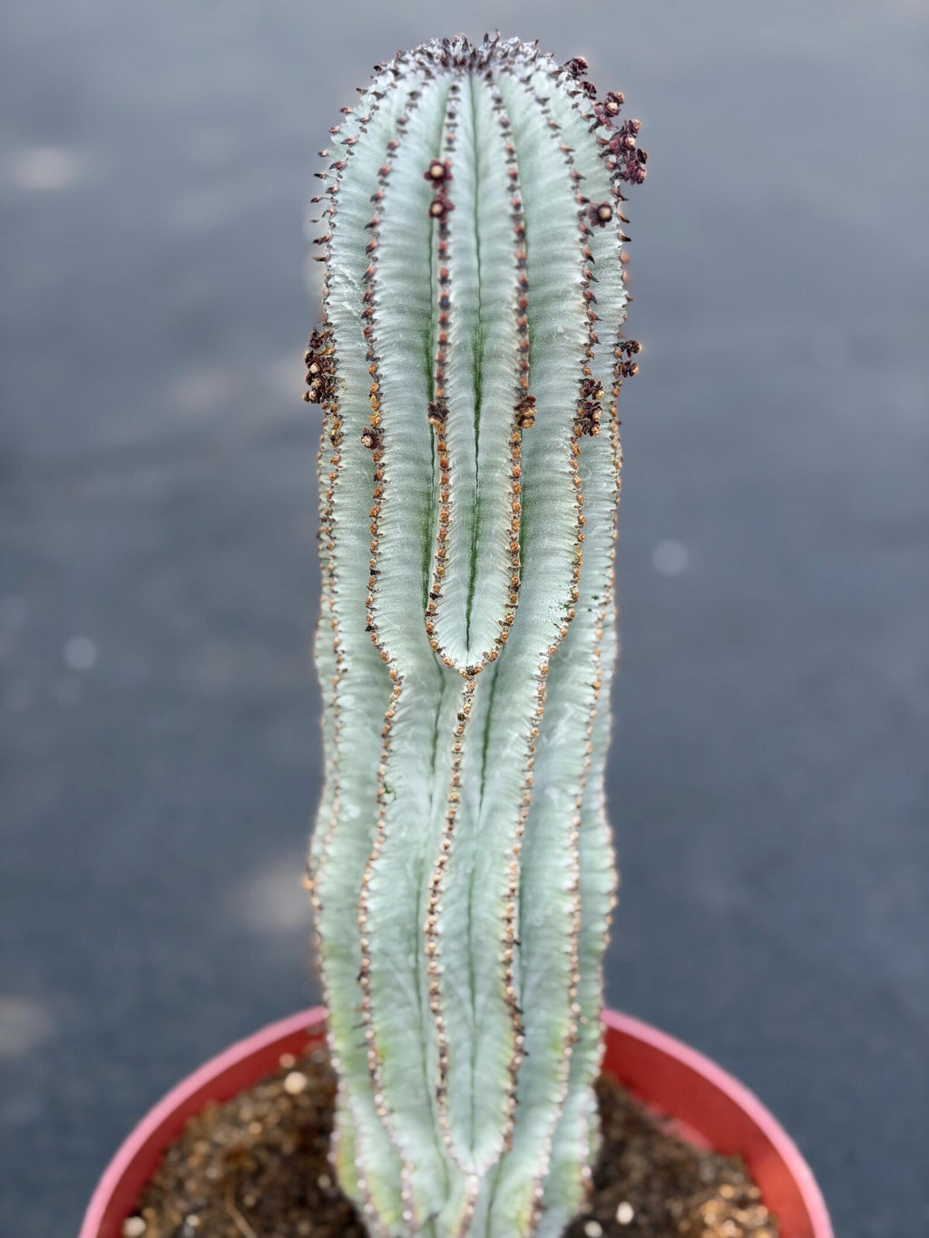 Rare Euphorbia Snowflake Cactus | Large Blue-Green Live Succulent | 8-Inch Collector Plant