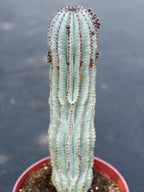 Rare Euphorbia Snowflake Cactus | Large Blue-Green Live Succulent | 8-Inch Collector Plant
