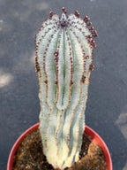 Rare Euphorbia Snowflake Cactus | Large Blue-Green Live Succulent | 8-Inch Collector Plant