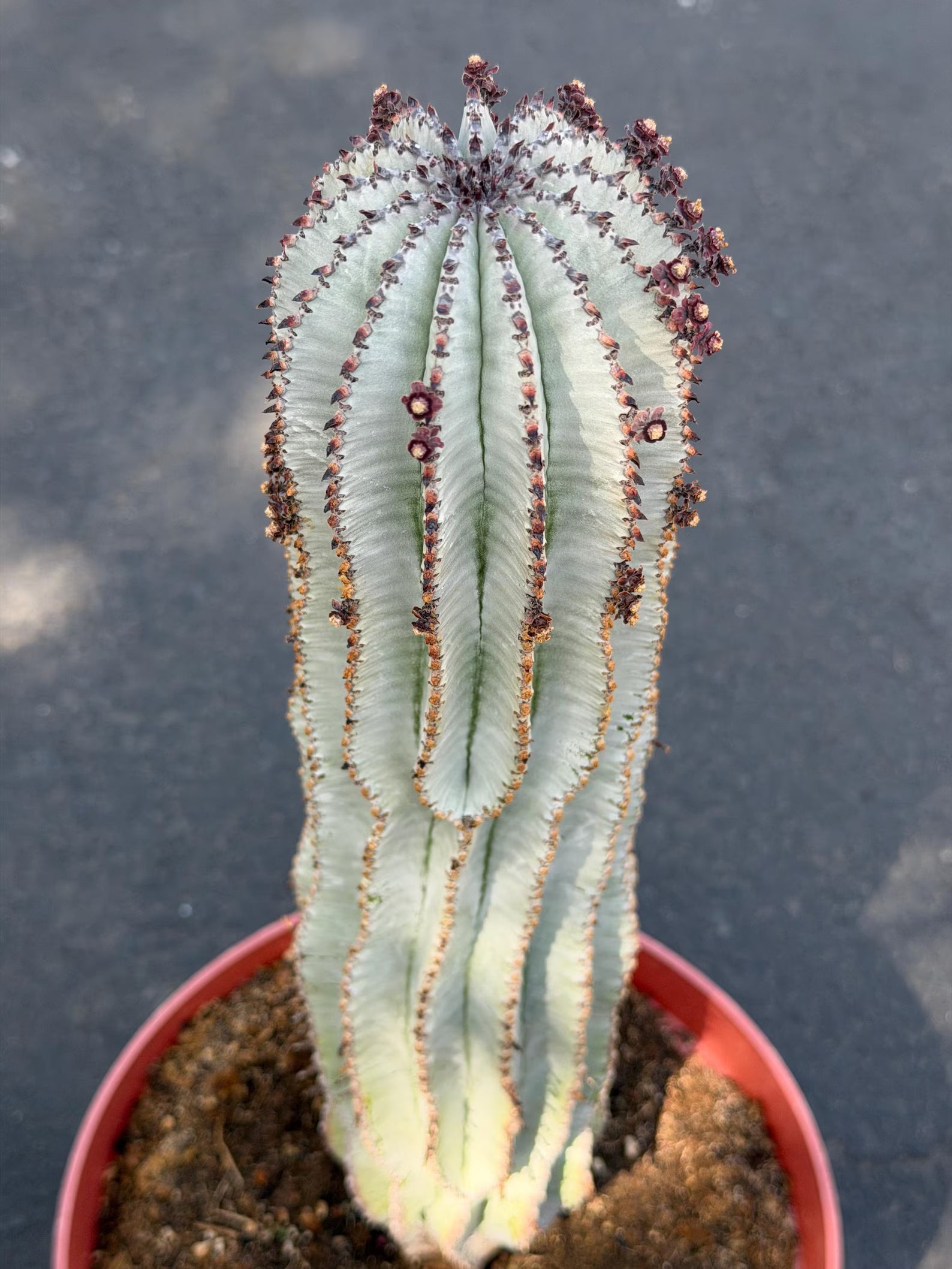 Rare Euphorbia Snowflake Cactus | Large Blue-Green Live Succulent | 8-Inch Collector Plant