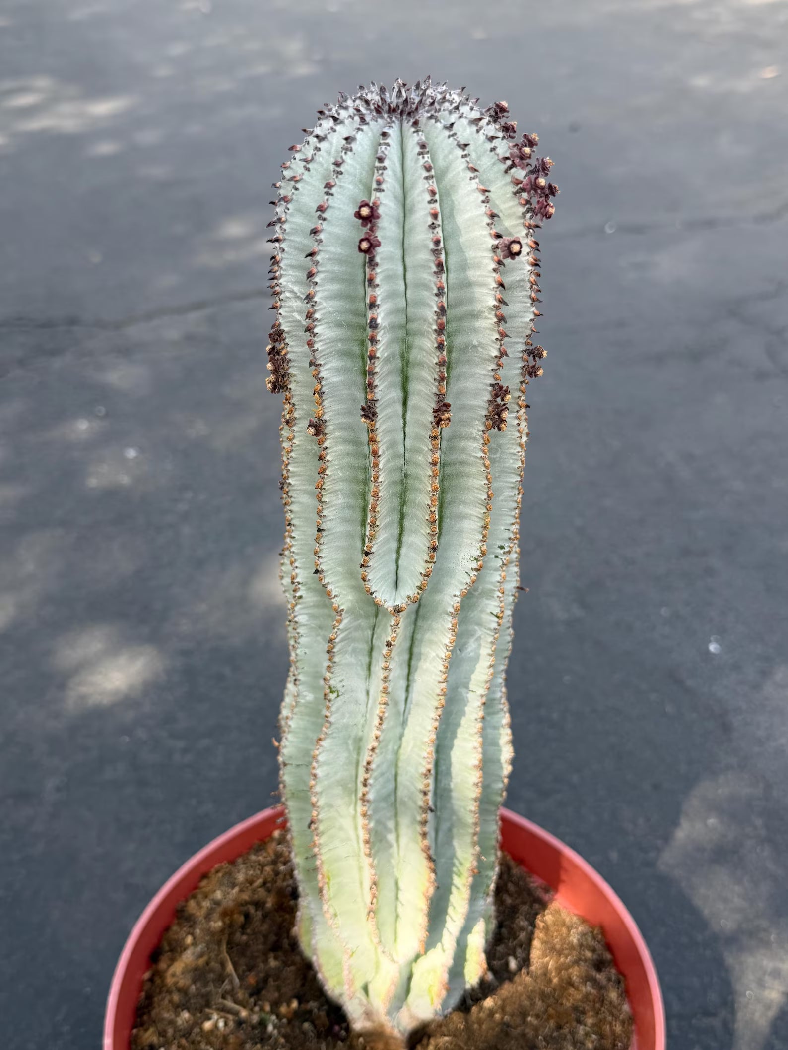 Rare Euphorbia Snowflake Cactus | Large Blue-Green Live Succulent | 8-Inch Collector Plant