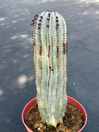 Rare Euphorbia Snowflake Cactus | Large Blue-Green Live Succulent | 8-Inch Collector Plant