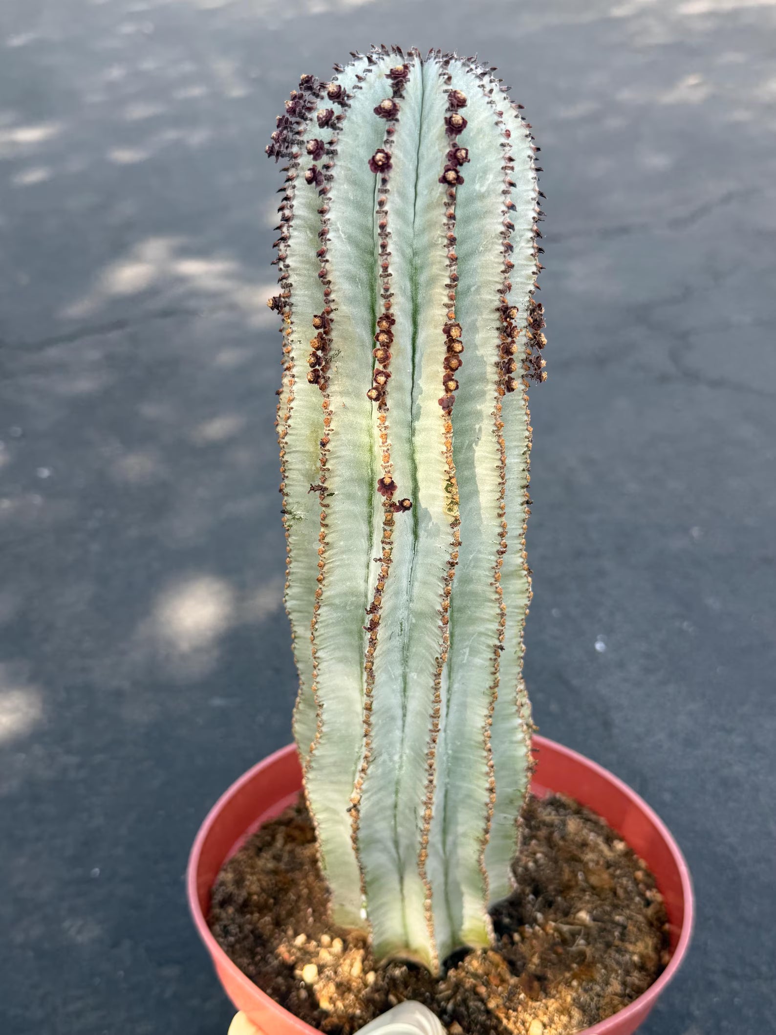 Rare Euphorbia Snowflake Cactus | Large Blue-Green Live Succulent | 8-Inch Collector Plant