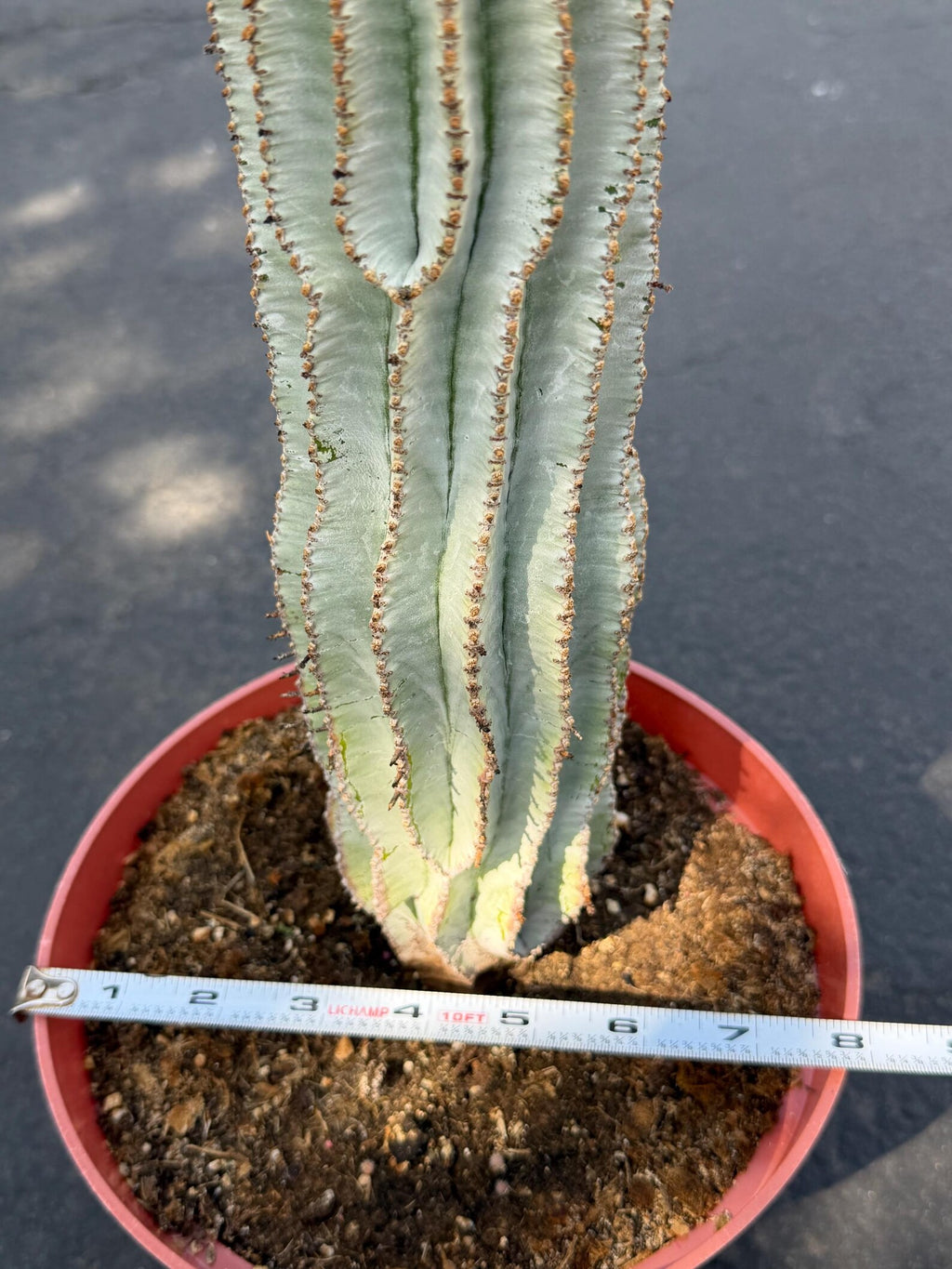 Rare Euphorbia Snowflake Cactus | Large Blue-Green Live Succulent | 8-Inch Collector Plant