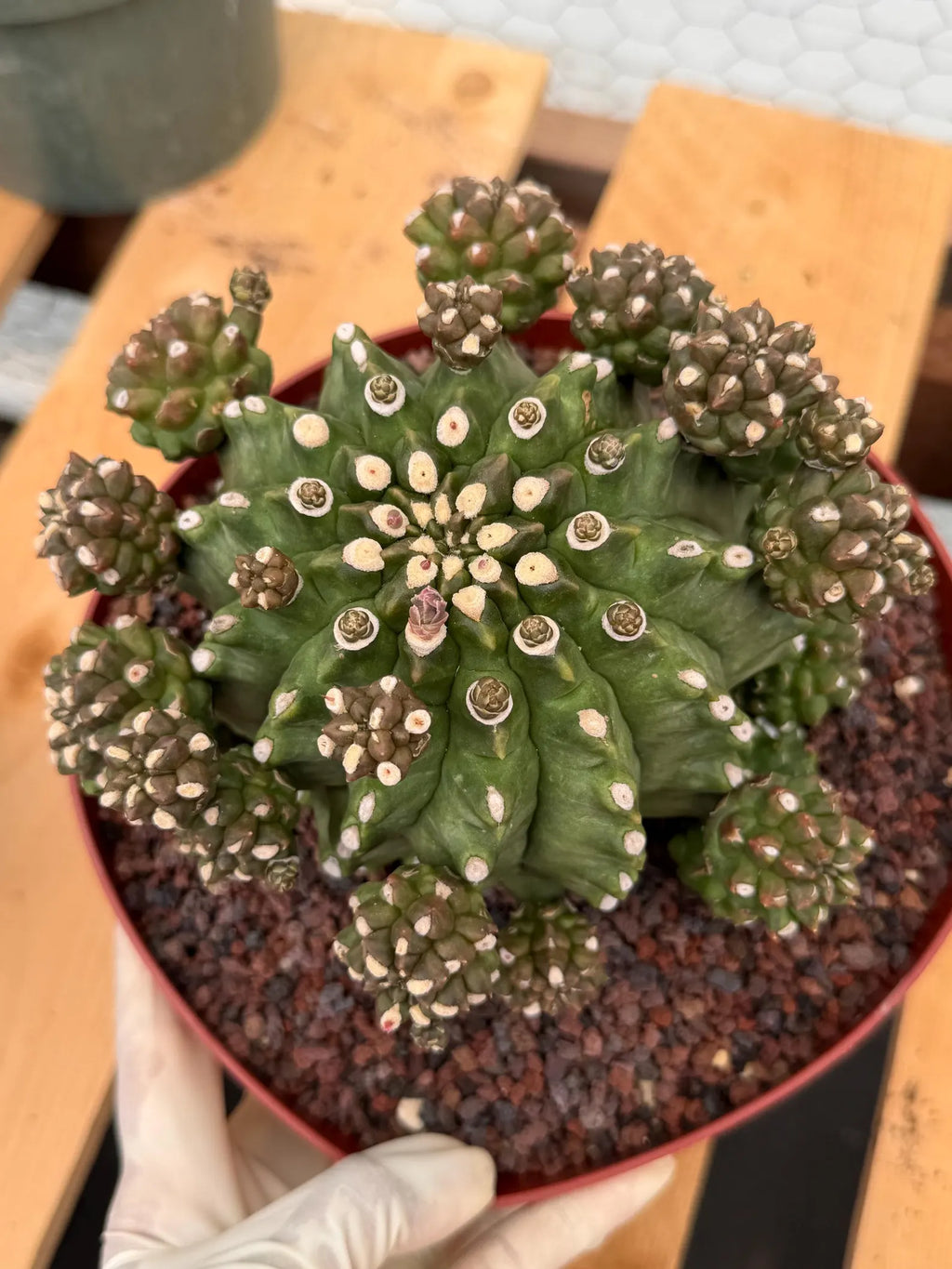Gymnocalycium Transformer XXL Rare Cactus – Live Plant #570