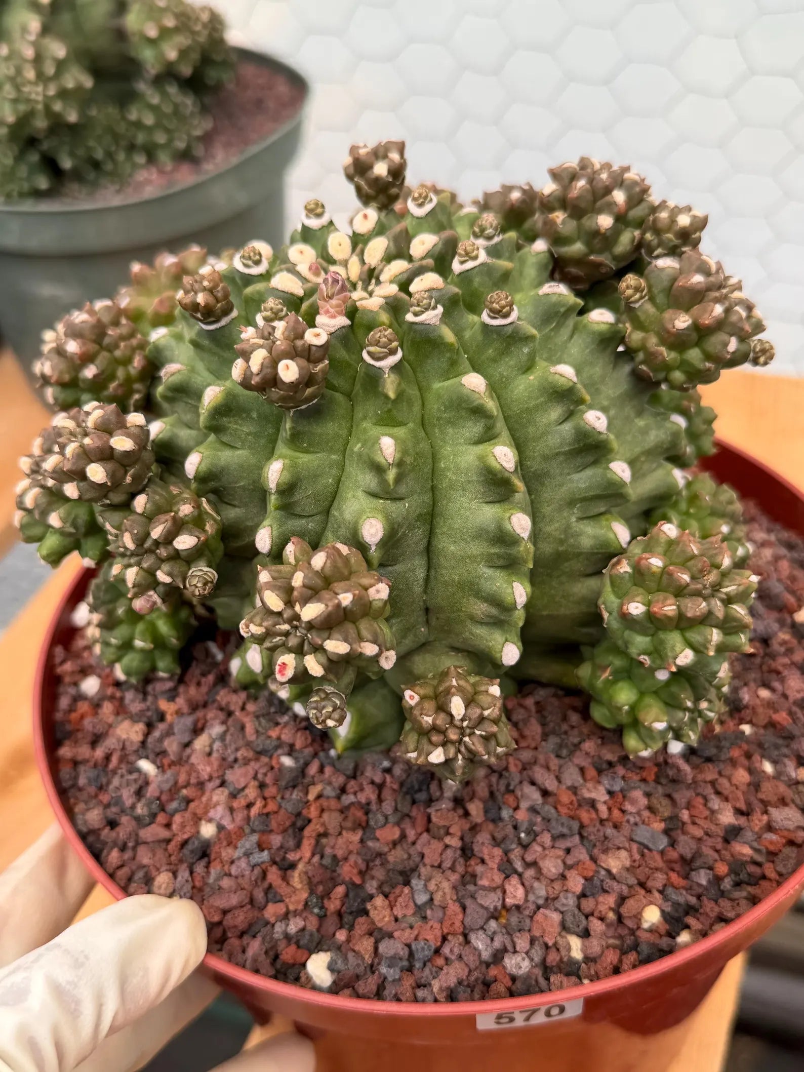 Gymnocalycium Transformer XXL Rare Cactus – Live Plant #570