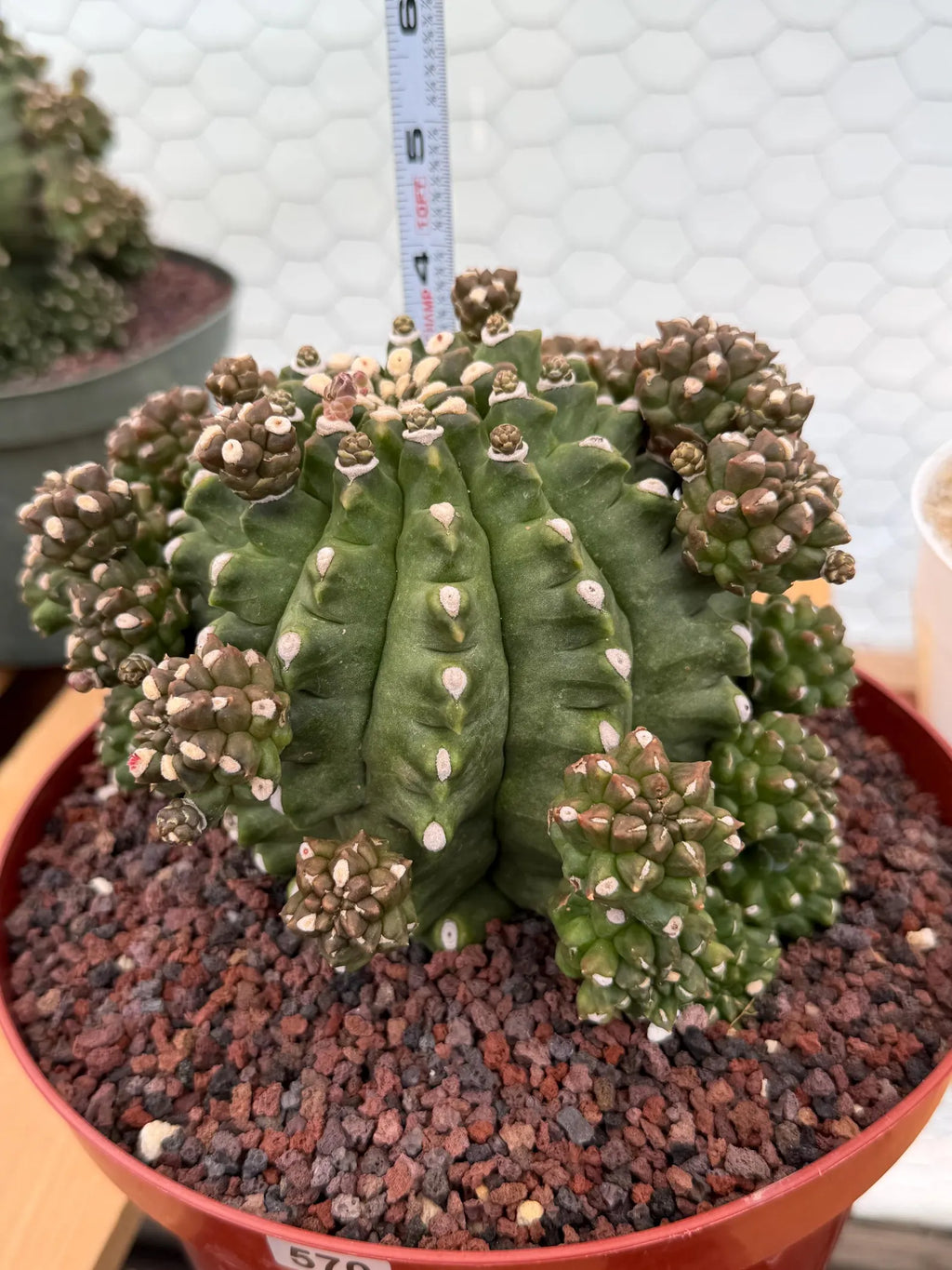 Gymnocalycium Transformer XXL Rare Cactus – Live Plant #570