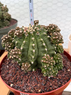 Gymnocalycium Transformer XXL Rare Cactus – Live Plant #570