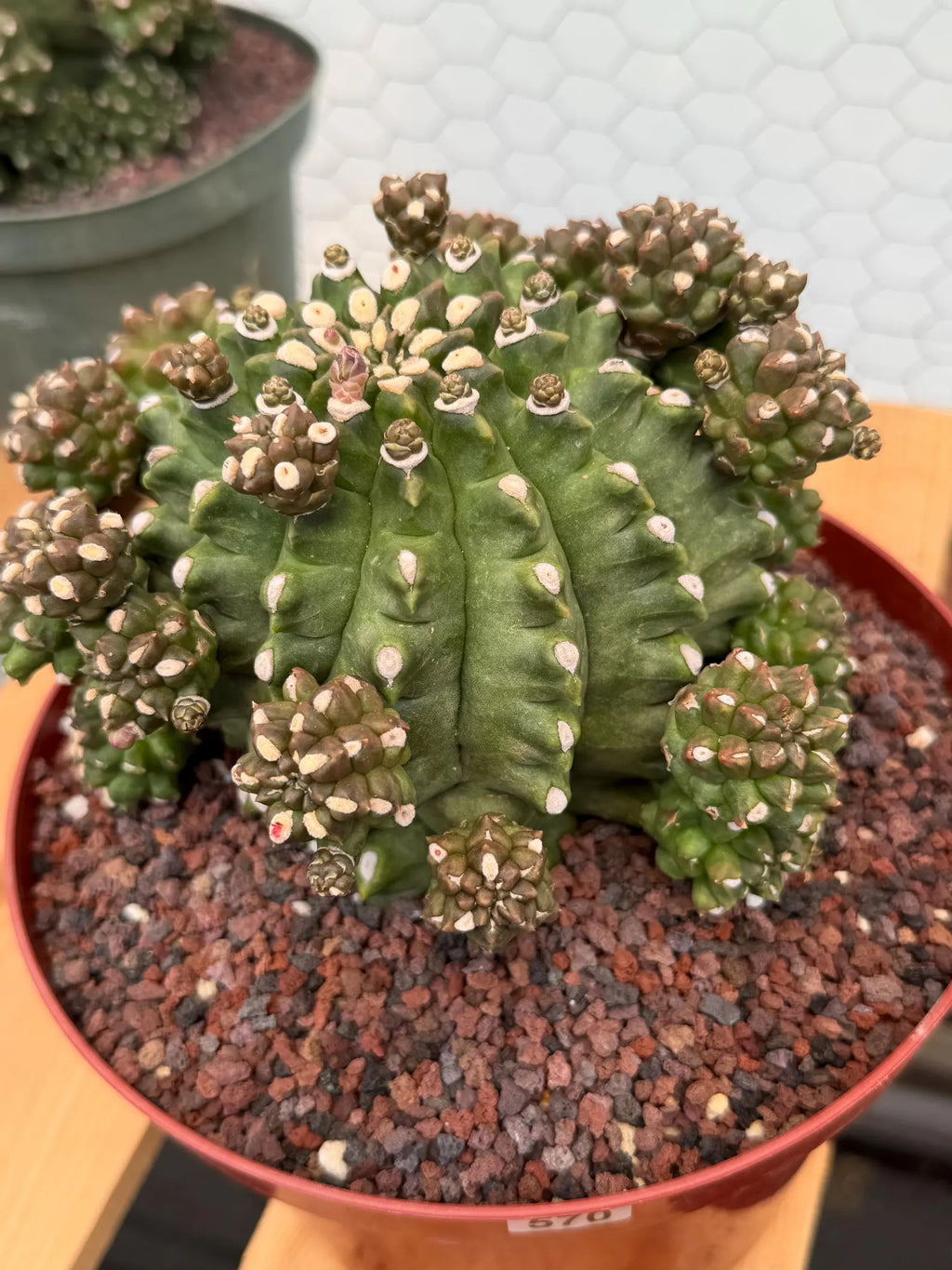 Gymnocalycium Transformer XXL Rare Cactus – Live Plant #570