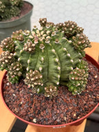 Gymnocalycium Transformer XXL Rare Cactus – Live Plant #570