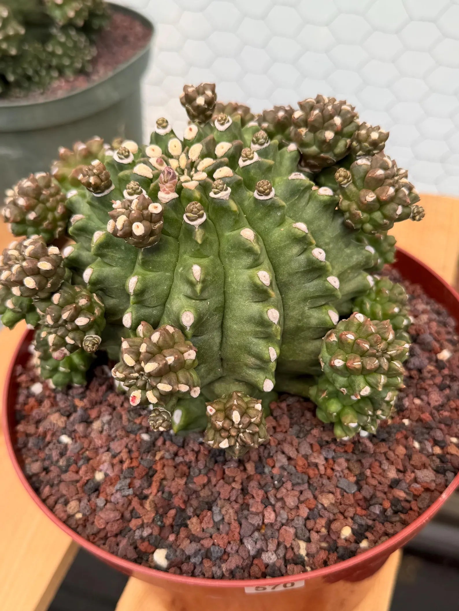 Gymnocalycium Transformer XXL Rare Cactus – Live Plant #570