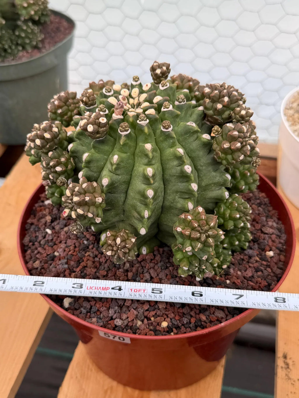 Gymnocalycium Transformer XXL Rare Cactus – Live Plant #570