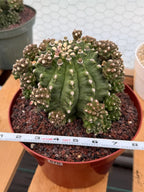 Gymnocalycium Transformer XXL Rare Cactus – Live Plant #570