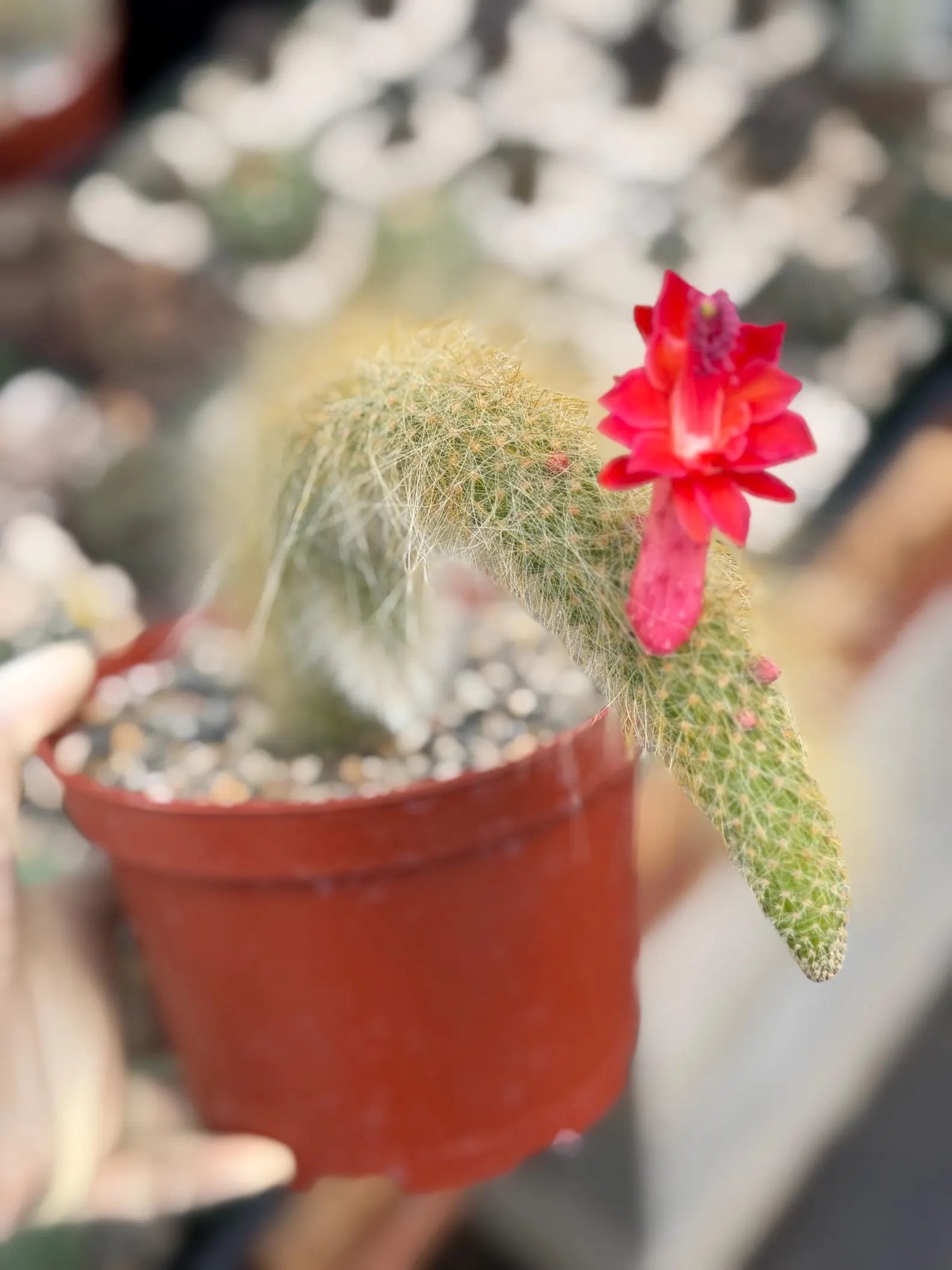 Hairy Monkey Tail Cactus with Pup #200 | Fuzzy Trailing Cactus