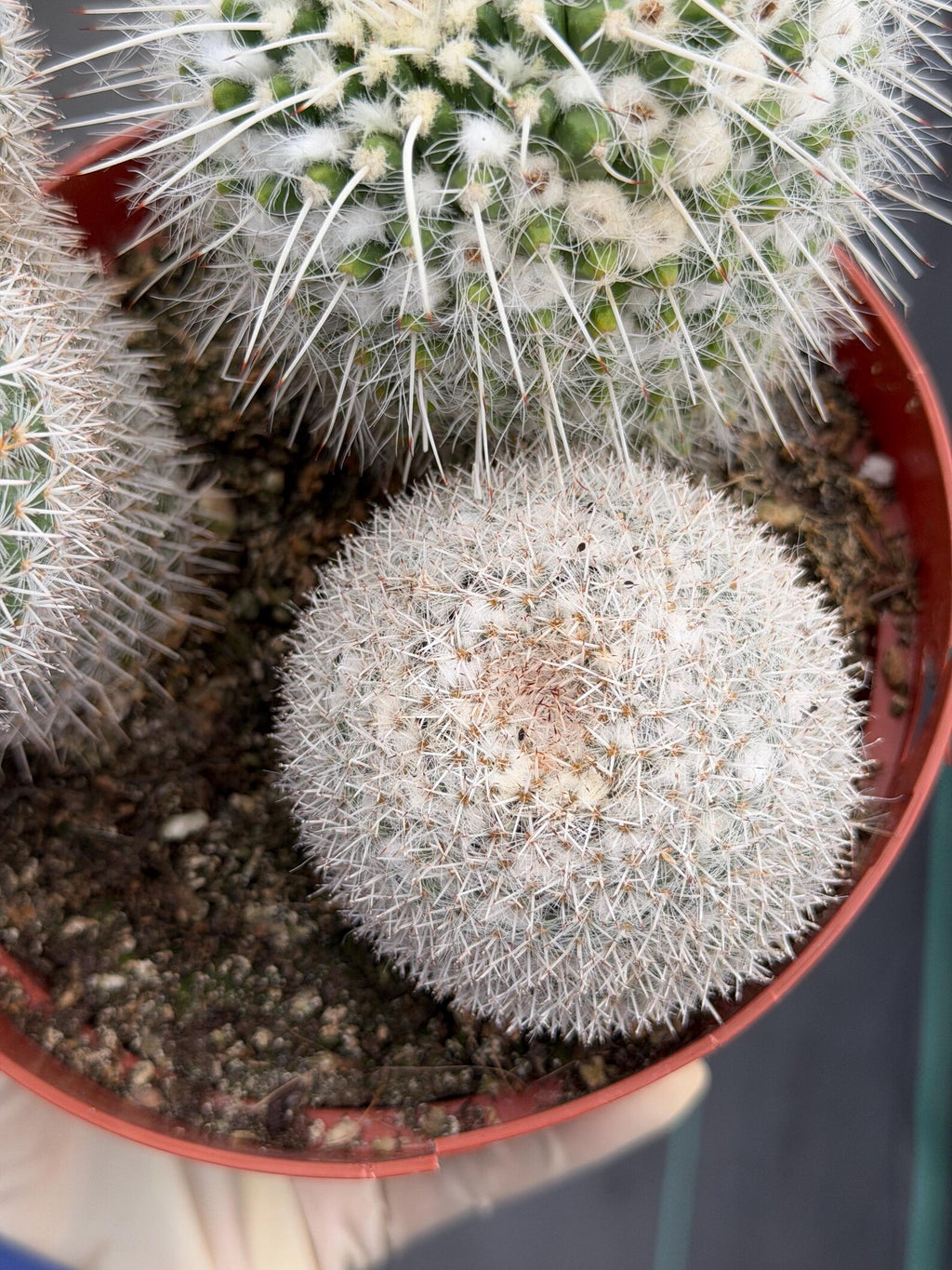Large Mammillaria Cactus Set | Seed Grown Rare Live Cactus #936