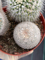 Large Mammillaria Cactus Set | Seed Grown Rare Live Cactus #936