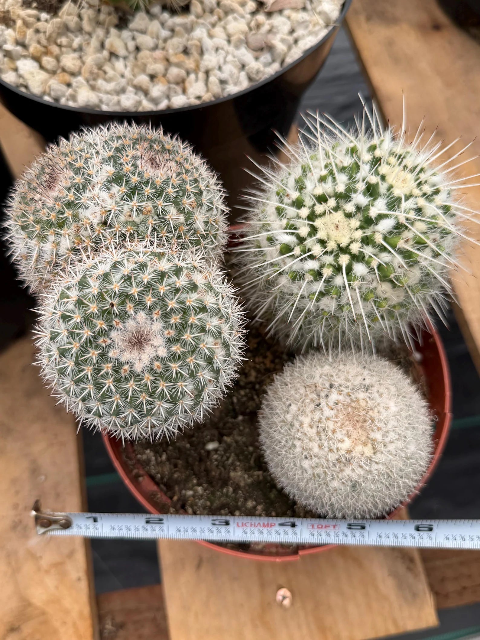 Large Mammillaria Cactus Set | Seed Grown Rare Live Cactus #936
