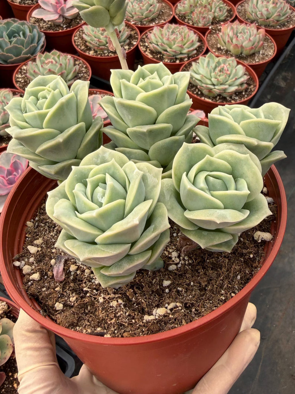 6” Graptoveria ‘Lovely Rose’ Cluster | Live Succulent Plant | Rare Rosette Succulent