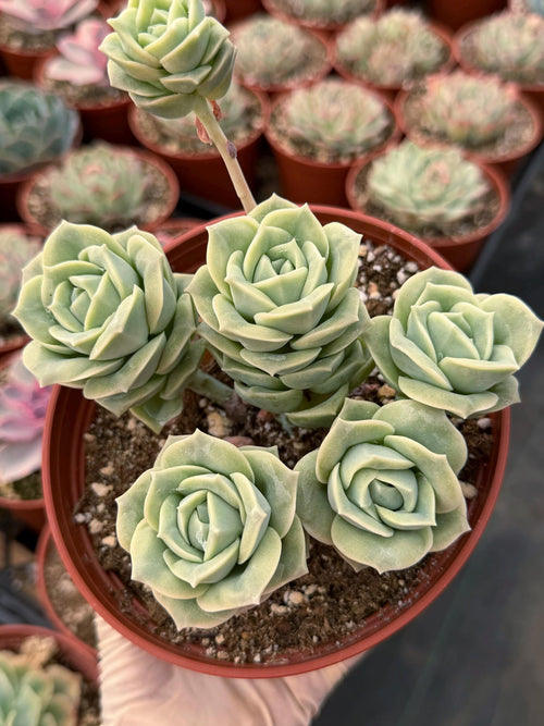 6” Graptoveria ‘Lovely Rose’ Cluster | Live Succulent Plant | Rare Rosette Succulent