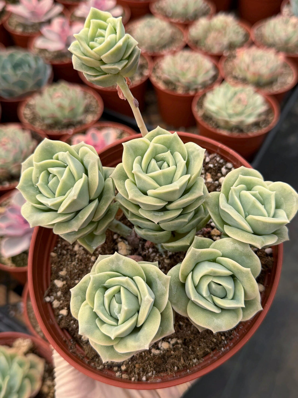 6” Graptoveria ‘Lovely Rose’ Cluster | Live Succulent Plant | Rare Rosette Succulent