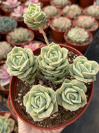 6” Graptoveria ‘Lovely Rose’ Cluster | Live Succulent Plant | Rare Rosette Succulent