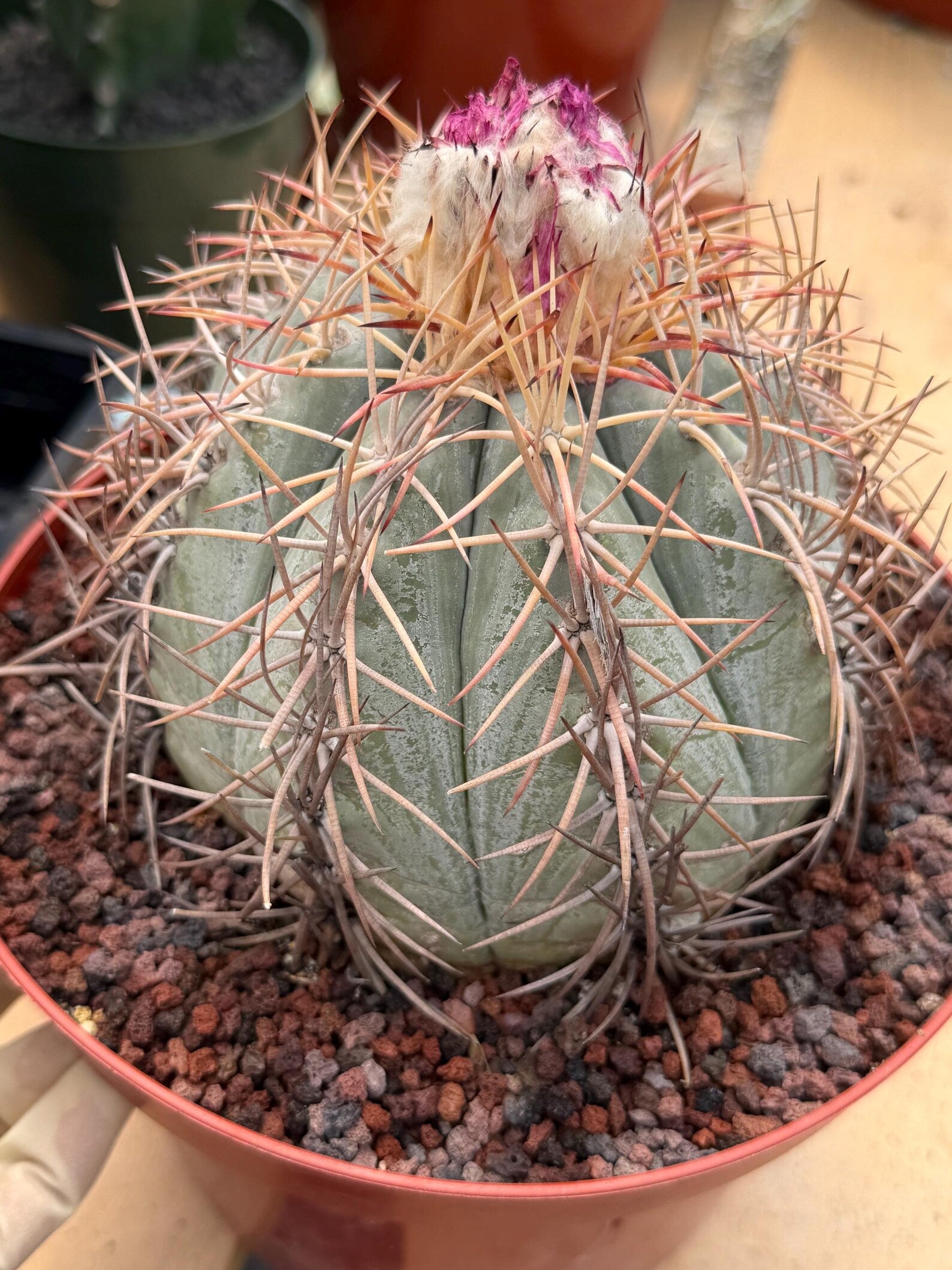 Echinocactus Horizonthalonius #931 | Rare Devil's Head Cactus | Live Plant