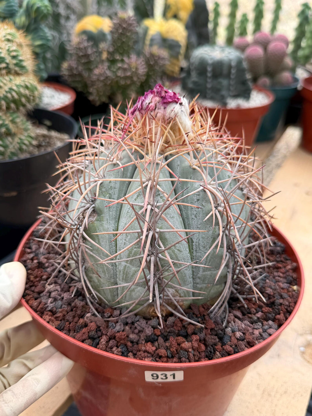 Echinocactus Horizonthalonius #931 | Rare Devil's Head Cactus | Live Plant