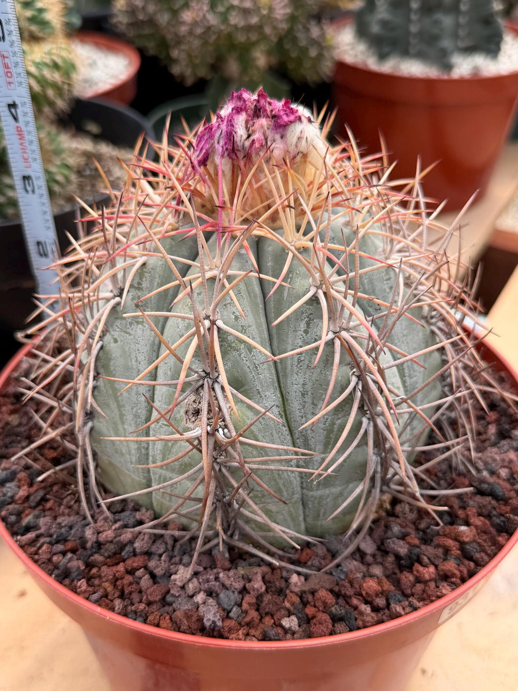 Echinocactus Horizonthalonius #931 | Rare Devil's Head Cactus | Live Plant