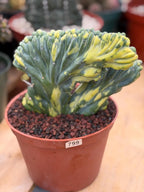 Variegated Crested Blue Myrtle Cactus #799