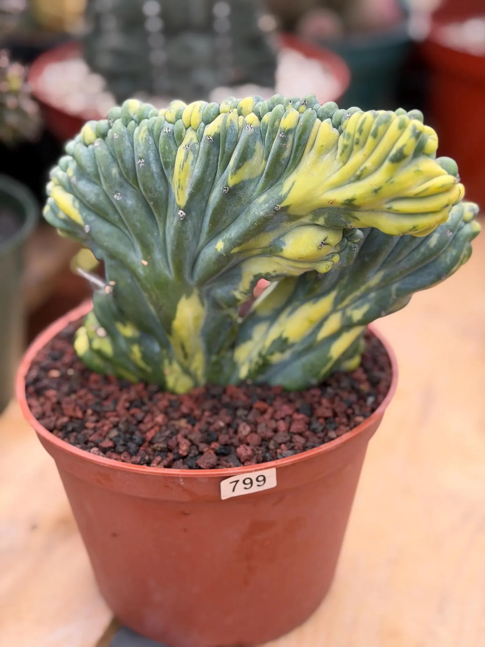 Variegated Crested Blue Myrtle Cactus #799