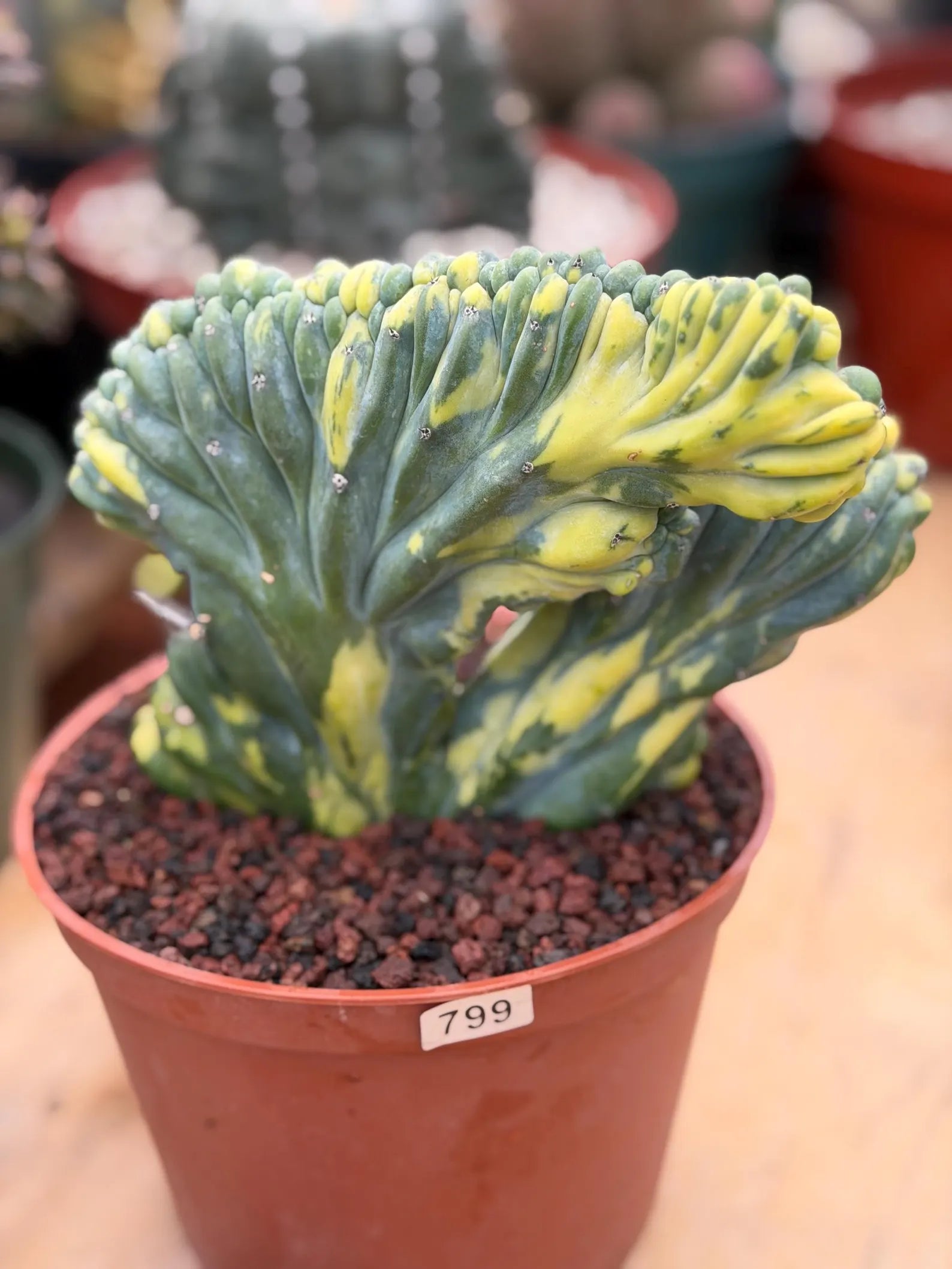 Variegated Crested Blue Myrtle Cactus #799