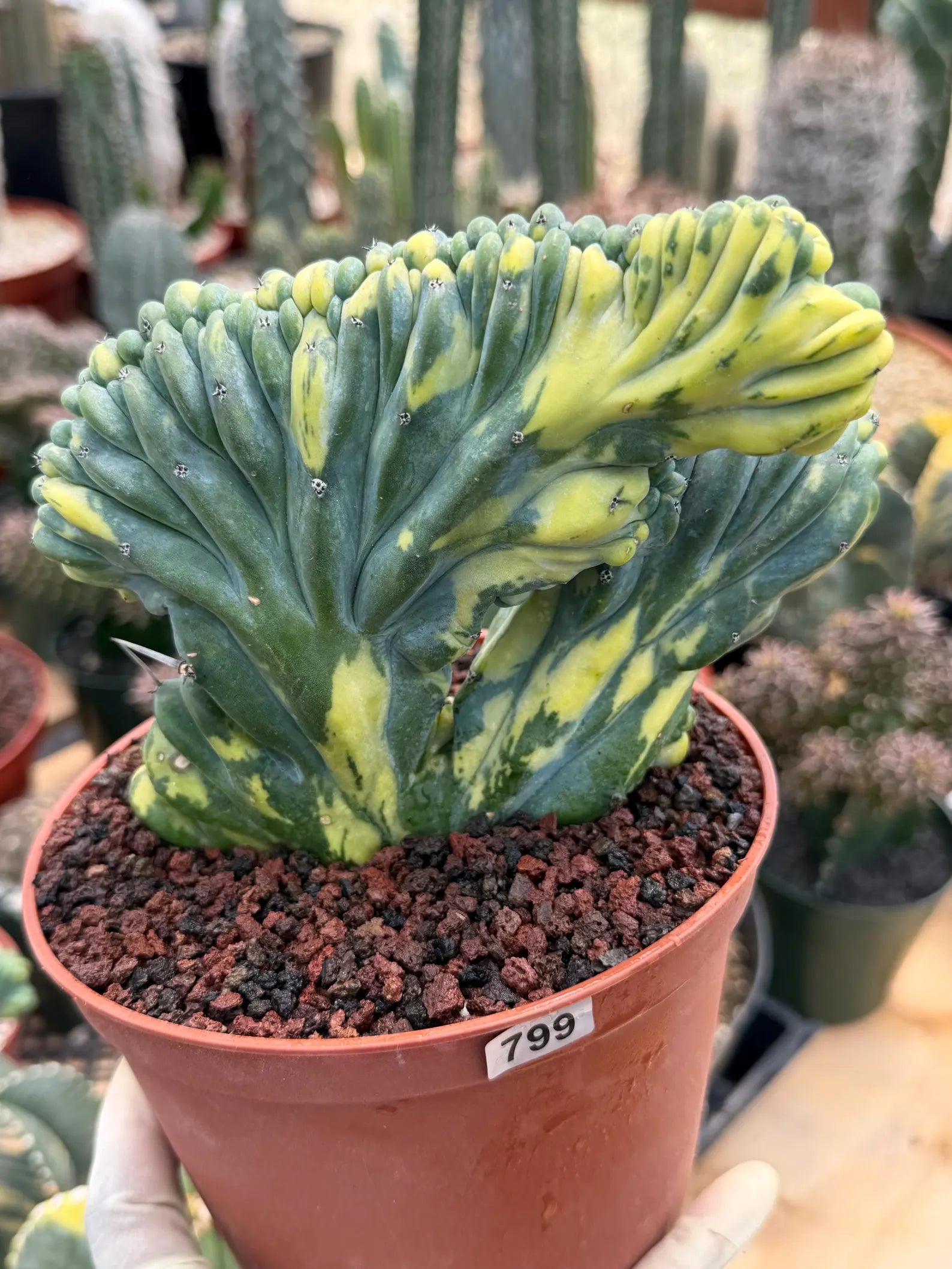 Variegated Crested Blue Myrtle Cactus #799