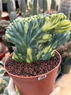 Variegated Crested Blue Myrtle Cactus #799