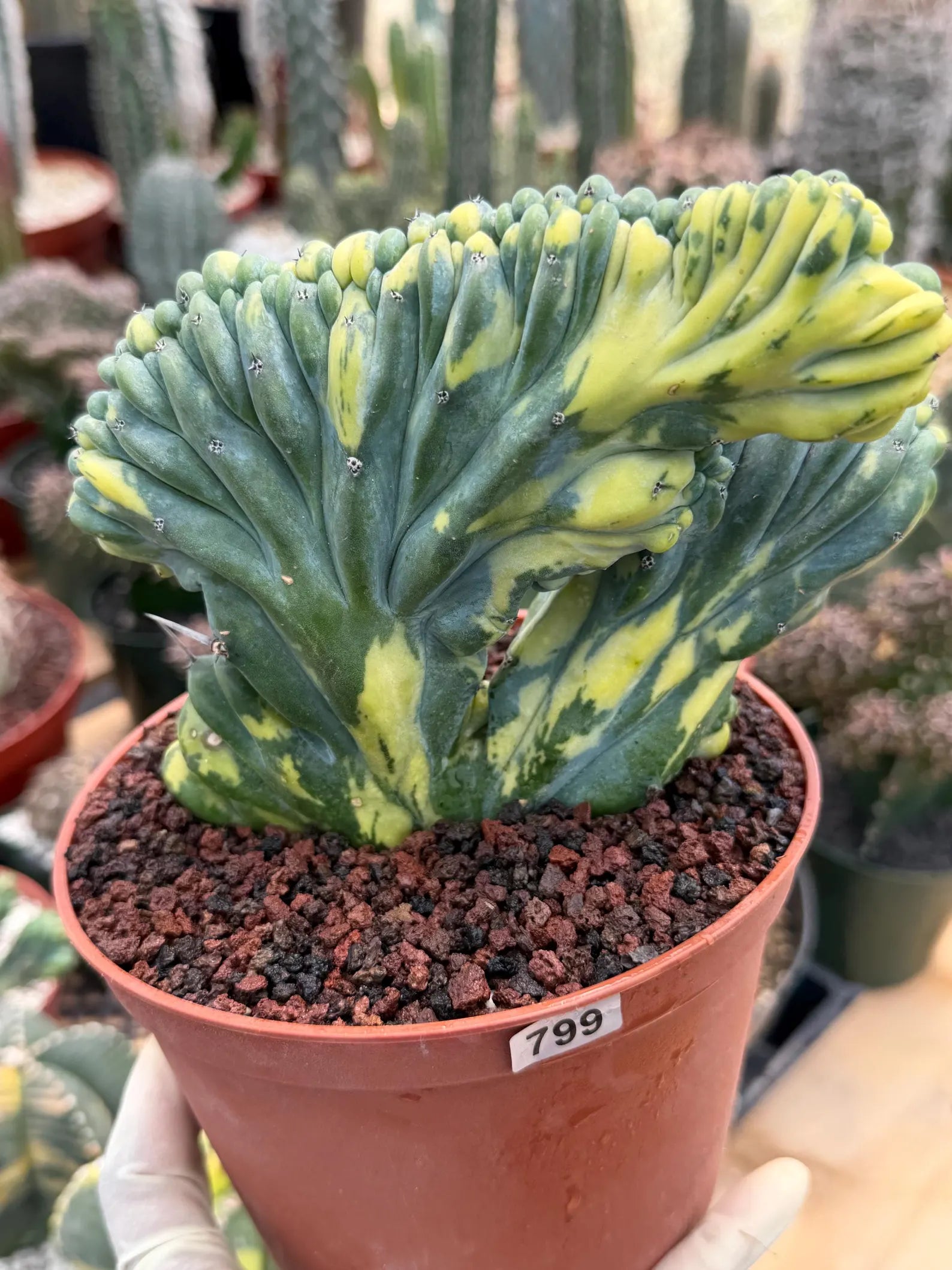 Variegated Crested Blue Myrtle Cactus #799