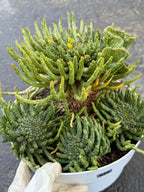 8" Euphorbia Medusa with Pups | Rare Caudex Succulent | Crested Live Plant #926