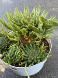 8" Euphorbia Medusa with Pups | Rare Caudex Succulent | Crested Live Plant #926